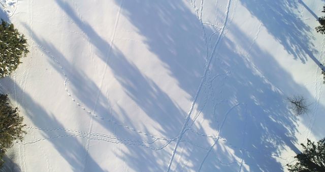 Aerial View of Snow-covered Forest with Long Tree Shadows - Download Free Stock Images Pikwizard.com