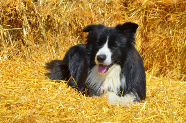 Border Collie lying comfortably in a haystack with bright sunlight shining. Dog has black and white fur and appears calm and content. Ideal for advertising farm life, pet care products, and content related to rural living or animal companionship.