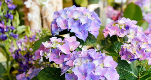 Close-Up of Vibrant Violet Hydrangea Flowers in Bloom - Download Free Stock Images Pikwizard.com