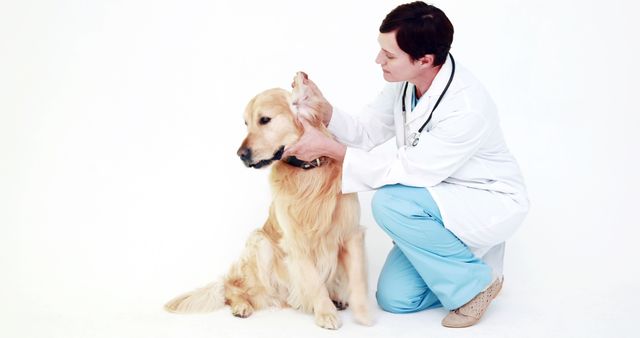 A veterinarian in white coat and blue scrubs is examining a golden retriever's ears against a white background. Ideal for use in promotions for veterinary clinics, pet healthcare services, animal care articles, or educational materials about pet health.