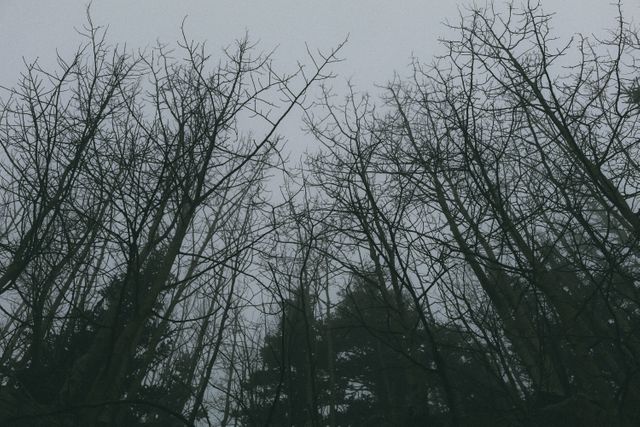 Leafless trees with bare branches extend towards the overcast sky in a winter forest, creating a moody and eerie atmosphere. Useful for themes surrounding nature, gothic settings, seasonal changes, and somber moods.