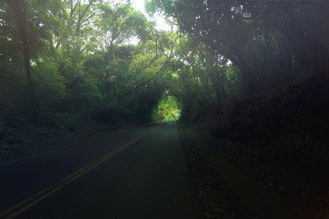 Mysterious Forest Road with Bright Light at the End - Download Free Stock Photos Pikwizard.com