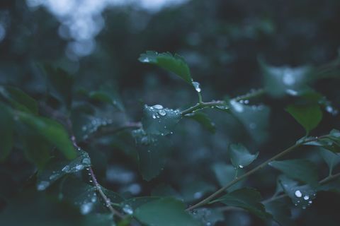 Fresh Rainy Foliage in Natural Light at Dusk