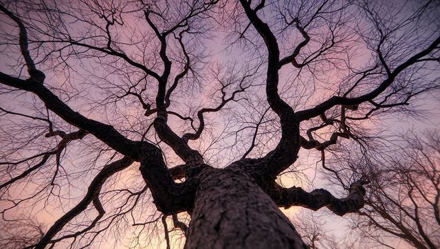 Dynamic Tree Silhouette against Vibrant Sunset Sky
