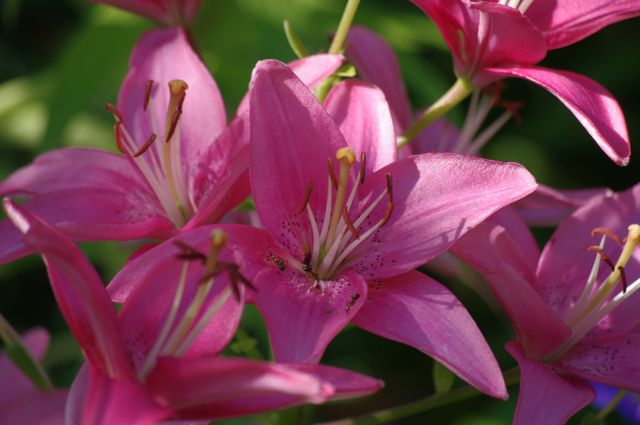 Bright Pink Lilies in Bloom - Download Free Stock Photos Pikwizard.com
