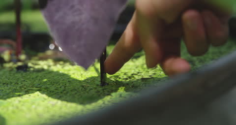 Child's Finger Touching Pond Weed Under Sunlight
