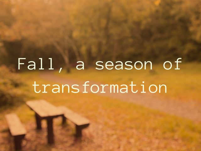 The image features an empty park bench amidst a serene autumn setting with golden foliage. The text 'Fall, a season of transformation' adds an inspirational touch, making it ideal for seasonal blog posts, inspirational quotes on social media, autumn-themed advertisements, motivational posters, and greeting cards.