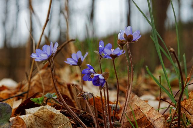 Close-up view of delicate purple flowers covered in dewdrops, surrounded by autumn leaves in a forest. Useful for nature photography projects, articles on botany, and environmental awareness campaigns.