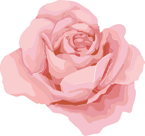 Elegant pink rose on transparent background vector design