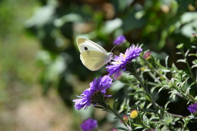 Close-up shot of a white butterfly perched on a purple aster flower in a sunny garden. Ideal for projects related to gardening, nature, wildlife, pollination, or floral backgrounds. Could be used in educational materials, nature magazines, or as a decorative element in eco-friendly products.