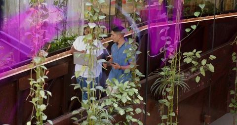 Colleagues discussing while checking laptop and tablet in glass atrium with hanging vines
