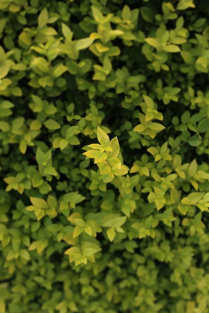 Close-up view of dense green foliage with one yellow leaf standing out. Ideal for use as a nature background, environmental design, or gardening content. Suitable for blog posts, websites, eco-friendly products, and outdoor-themed visuals.