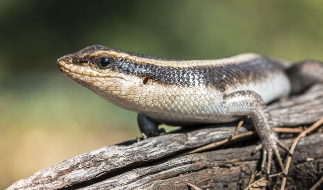 A close-up image of a skink resting on a log in its natural habitat. Ideal for use in nature documentaries, educational materials about wildlife, and articles on ecological conservation. Suitable for presentations, websites, and publications exploring the diversity of reptilian species.