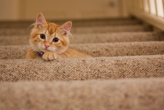 Playful Orange Kitten Lying on Carpeted Stairs - Download Free Stock Photos Pikwizard.com