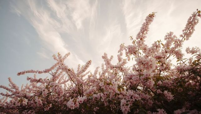 Sunlit pink blossom canopy filling sky over garden border with pastel clouds