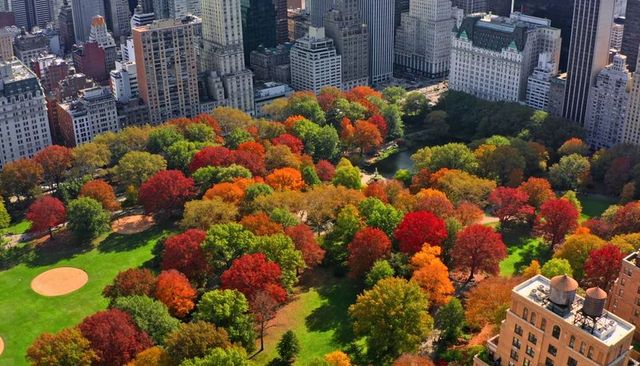 Autumn canopy over urban park with vibrant fall foliage, pond and baseball diamonds