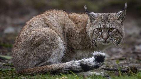 Crouching lynx-like wild cat watching forest floor with striped tail and intense eyes