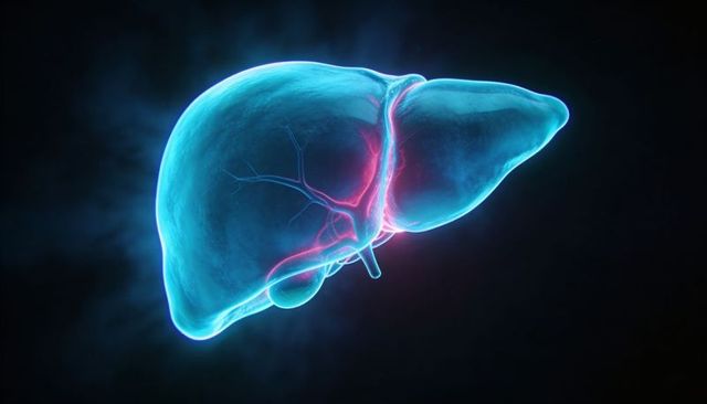 Translucent human liver with highlighted vessels and gallbladder, medical 3d render