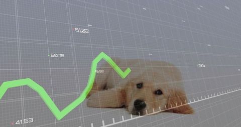 Lying Golden Retriever Puppy Resting Head with Green Line Graph and Wireframe Grid