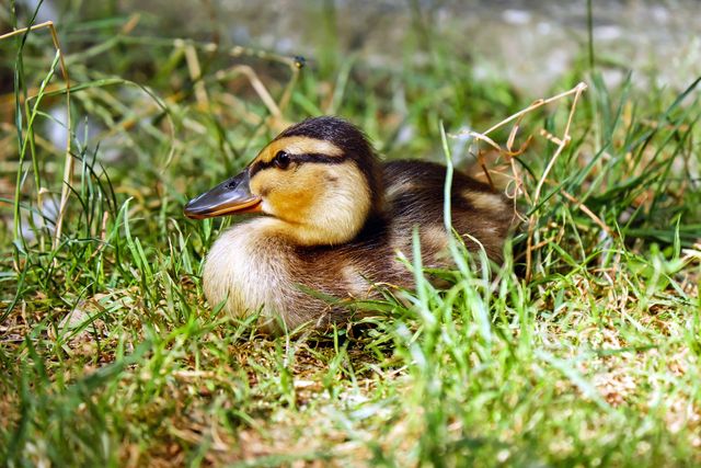 Duckling resting in lush grass under sunlight. Ideal for nature, wildlife, animal habitat themes, educational materials.