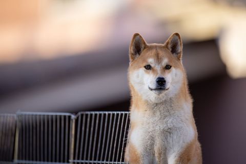 Shiba inu dog outdoors in sunny weather