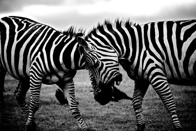 Two zebras are engaging in a playful interaction on a grassland, captured in black and white. The distinct stripes of the zebras stand out, creating a visually striking contrast. Ideal for use in articles and publications about wildlife, nature, or African safaris. This can also be great decor for animal and nature enthusiasts, bringing a touch of African wilderness to any space.