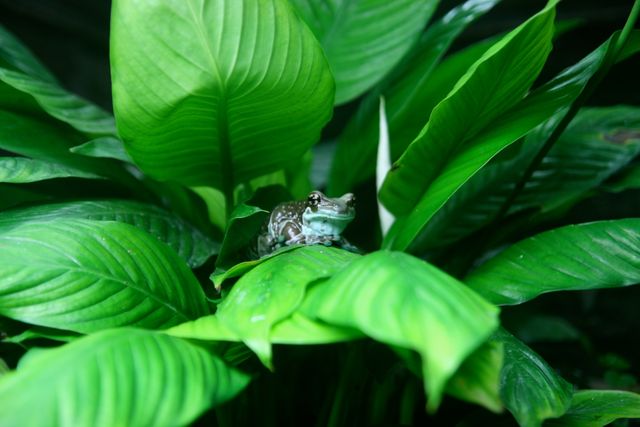Frog sitting on lush green leaves in rainforest. Suitable for environmental campaigns, wildlife education, rainforest preservation, and exotic nature themes. Ideal for use in nature documentaries, educational materials, websites, and posters focused on wildlife and natural habitats.