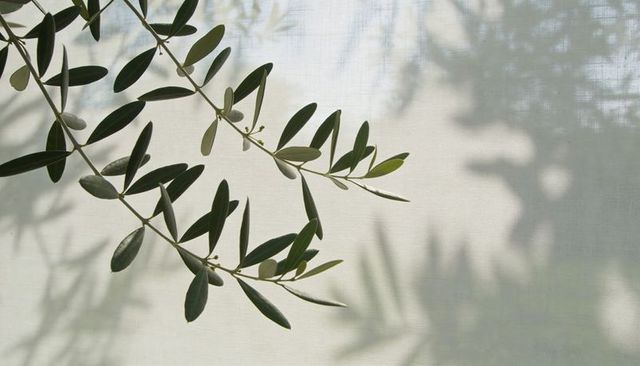 Olive branch casting soft curtain shadows on linen backdrop with minimal green foliage