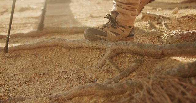 Hiker Stepping Over Tree Roots on Uneven Ground - Download Free Stock Images Pikwizard.com