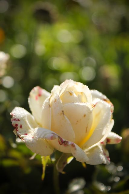 Dew-covered white rose blooming in garden - Download Free Stock Photos Pikwizard.com