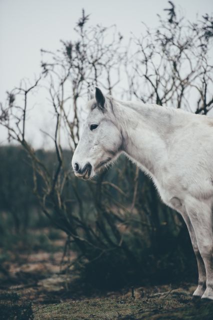 White horse standing against a backdrop of brown, leafless trees in a misty forest. The calm expression of the horse, along with the muted colors of the overcast day, conveys serenity and peacefulness. Suitable for use in themes related to nature, animals, tranquility, and countryside living.