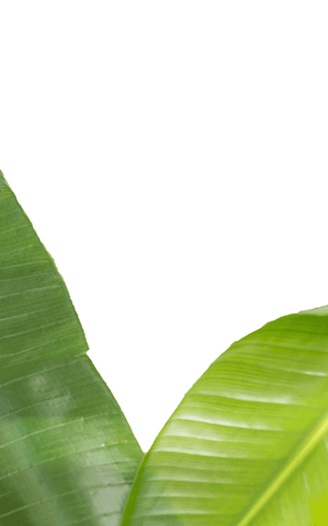 Two Transparent Lush Green Leaves on Black Background - Download Free Stock Videos Pikwizard.com