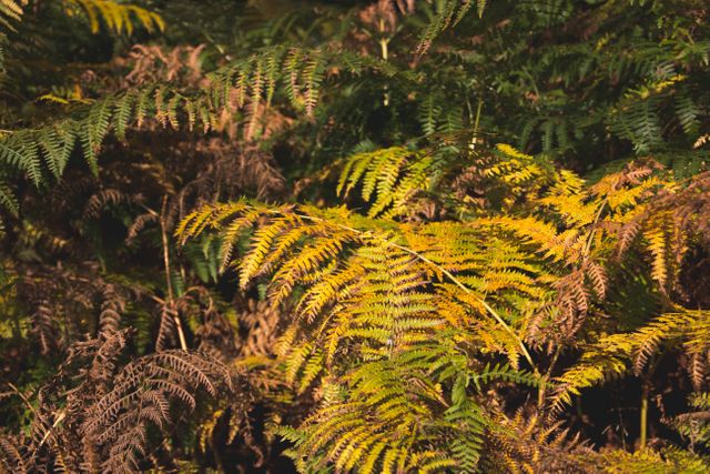 Image of lush ferns in a sunlit forest. Perfect for nature and botanical projects, environmental campaigns, or backgrounds in presentations. Suitable for promoting eco-friendly products, creating calming wallpapers, or adding a natural touch to websites.