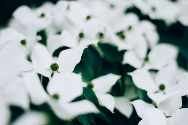 Close-up capturing white dogwood flowers with delicate petals and green centers. Ideal for nature lovers, gardening websites, or any design seeking a serene, natural background. Great for spring-themed materials or floral-focused projects.