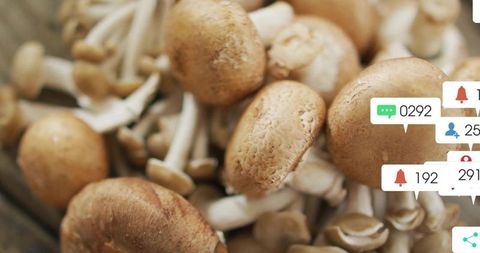 Clusters of organic mushrooms with digital notifications overlay