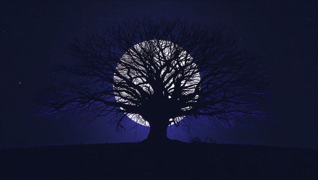 Full Moon Illumines Majestic Tree Silhouette with Starry Night