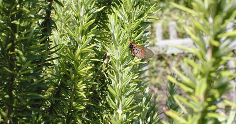 Orange-brown butterfly perching on rosemary sprigs in sunny herb garden closeup