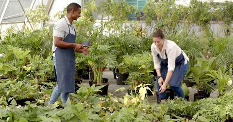 Collaborative Horticulture with Coworkers in Greenhouse