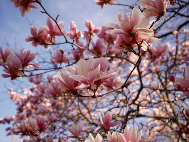 Beautiful blooming magnolia flowers with pink and white petals set against a clear blue sky capture the essence of spring. Ideal for nature-themed projects, gardening websites, seasonal greeting cards, or floral decor inspiration.
