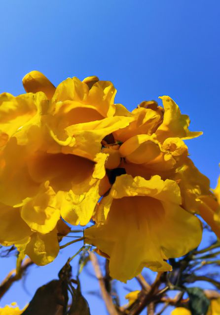 This close-up shot of vibrant yellow bell flowers set against a clear blue sky highlights their bright colors and delicate petals. Perfect for spring and nature-themed projects, gardening blogs, and floral designs. It captures the essence of tropical and warm climates, ideal for brochures, calendars, and greeting cards.