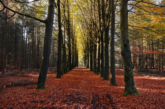 Straight path with rows of trees forming a tunnel effect, covered with fallen autumn leaves. Calm and serene forest. Suitable for seasonal campaigns, nature-related articles, and scenic backgrounds.