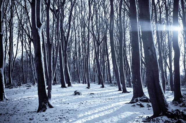 Sunlight shining through leafless trees creates a serene and tranquil atmosphere in a snowy winter forest. Ideal for illustrating winter landscapes, nature's beauty, peaceful settings, and outdoor activities in cold climates.