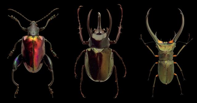 Three distinct beetles with iridescent bodies arranged in a row on a black background. The fine details, colors, and anatomy of each beetle are crisply highlighted, ideal for usage in educational materials, entomology studies, insect-themed articles, or artistic projects focusing on nature's intricacies.