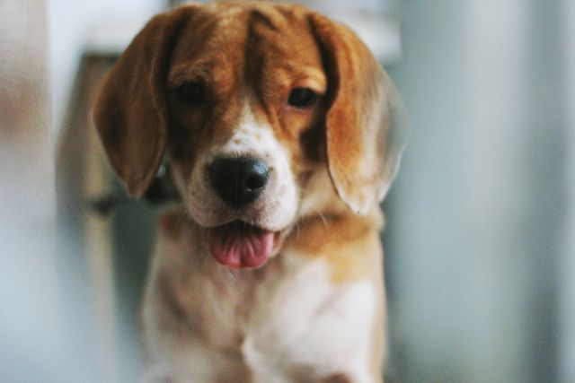 Happy beagle dog looking alert with its tongue out. The dog's expression conveys playfulness and curiosity. Perfect for use in pet care advertisements, veterinary promotions, or dog lover content. Ideal for web design elements, social media posts, and animal-related articles.