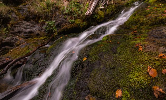 Serene Forest Waterfall with Mossy Rocks and Autumn Leaves - Download Free Stock Photos Pikwizard.com