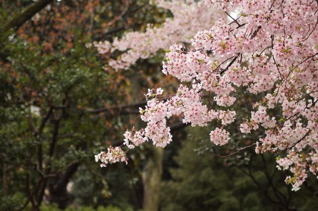 Cherry Blossoms - Download Free Stock Photos Pikwizard.com