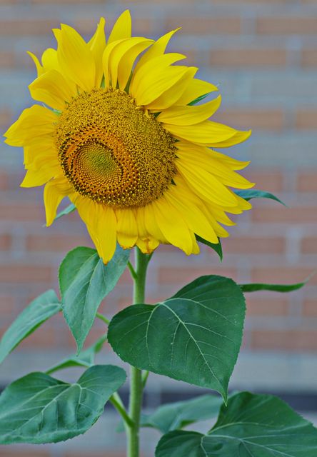 Bright yellow sunflower in full bloom with green leaves stands against a brick wall background. Perfect for nature-themed designs, gardening magazines, summer promotions, or floral wall art.