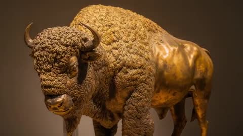 Camera moving toward bronze bison sculpture revealing curly forequarters and textured patina