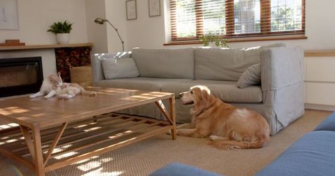 Golden Retriever and Cat Relaxing in Cozy Living Room