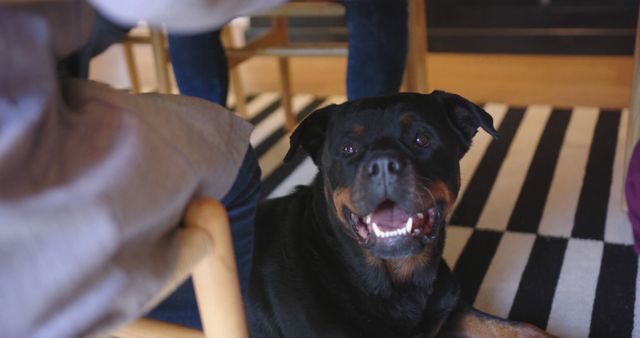 Rottweiler dog lying on striped rug inside home, looking up with a happy expression. Ideal for use in content about pets, indoor activities with pets, or promoting pet-friendly homes.